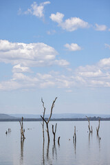 The scenery of Lake Naivasha