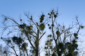 mistletoe on an oak branch 