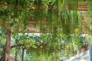 Fototapeta premium green leaves on wooden slat ceiling inside modern building