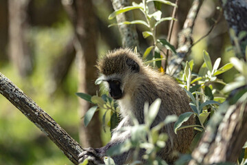 A small monkey in a tree