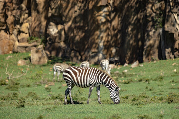 Fototapeta na wymiar Zebras graze at Hell's Gate