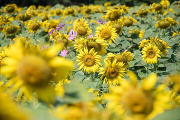 Closeup sunflowers in the field in morning at summer