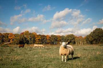 Sheep in a meadow on a beautiful autumn day with trees in autumn colors in the background.