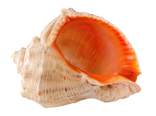 Colorful tropical sea shell cut out