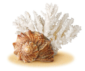 Sea shell and coral over sand cut out