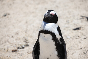 Naklejka premium Penguins amass at Boulder's Beach