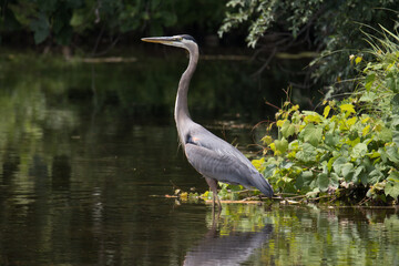 Great Blue Heron 