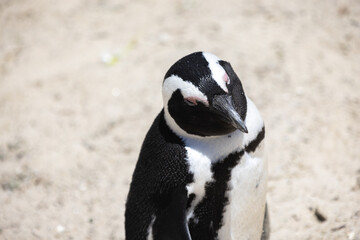 Penguins amass at Boulder's Beach