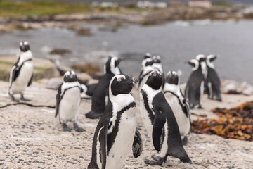 Fototapeta premium African Penguins amass at a beach