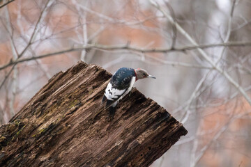 Curious Woodpecker