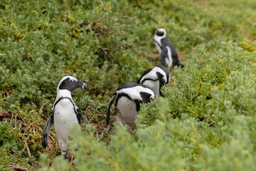 African Penguins amass at a beach