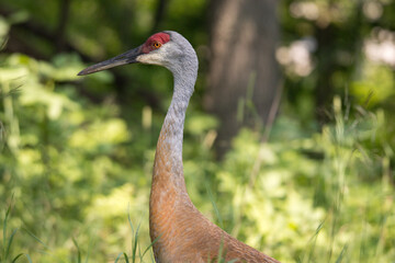 Sandhill Crane 