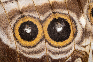 the head of an owl in the form of wings of a tropical butterfly. owl butterfly. 