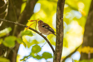 finch bird on a branch in autom