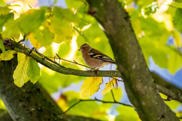 finch bird on a branch in automn