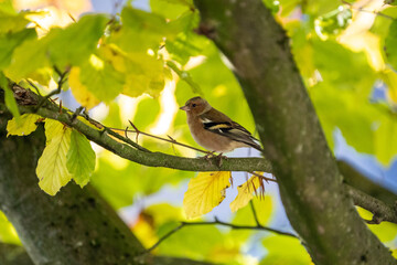 finch bird on a branch in spring time