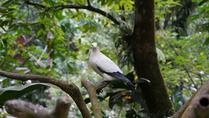 
Pied imperial-pigeonは、ピエド帝国鳩とも呼ばれ、東南アジアやオーストラリアの一部に生息する大型のハトです。彼らは白と黒の色合いを持ち、優雅な姿勢で知られています。彼らの名前は、その優雅さと外観に由来し、威厳のある帝国鳩という意味です。