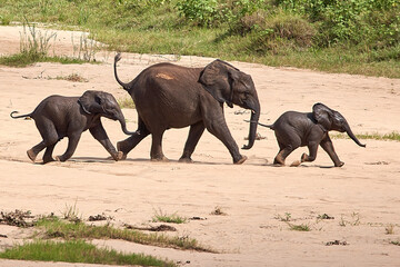 Group of young elephants running