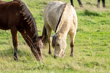 two horses grazing in a meadow