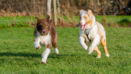 Australian Shepherd Dog running on grass at the camera with another dog