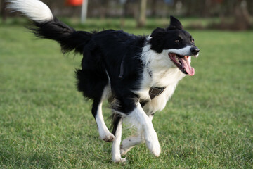 border collie playing 
