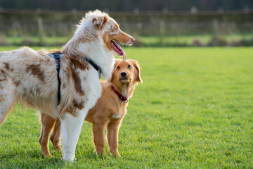 golden retriever puppy with another dog