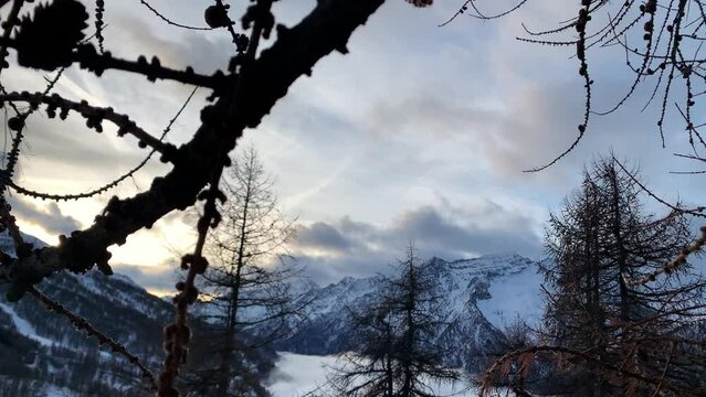 change of focus from a pine branch with a pinecorn in the foreground to the snow caped mountains in the background at the dawn of a winter sunny day