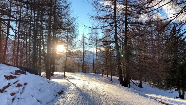 Snowy mountain path in the middle of a pine forest. The sun shines in front of the camera at dawn on a clear winter day. Dolly camera movement