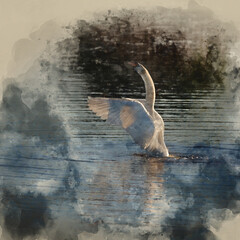 Digitally created watercolour painting of Graceful Mute Swan Cygnus Olor on lake with wings spread open showing full detail and beauty of wings