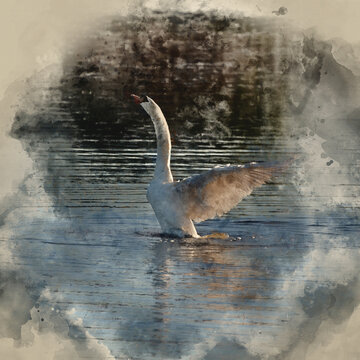 Digitally created watercolour painting of Graceful Mute Swan Cygnus Olor on lake with wings spread open showing full detail and beauty of wings