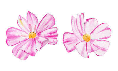 Set with pink flower of cosmea. Beautiful Cosmos flowers. Watercolor botanical illustrations isolated on white background