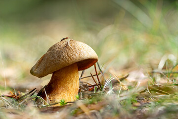 Suillus variegatus. Velvet bolete or variegated bolete is a wild fungus. Golden mushroom, natural environment background