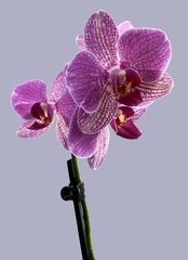 pretty purple orchid Phalaenopsis isolated close up