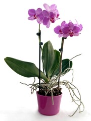 Naklejka na ściany i meble pretty purple orchid Phalaenopsis isolated close up