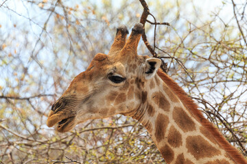 Obraz premium Giraffe in th Etosha National Park in Namibia.