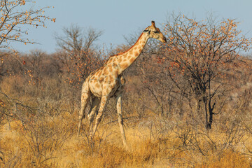 Naklejka na ściany i meble Giraffe in th Etosha National Park in Namibia.