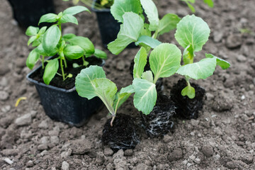 Vegetable and herb seedlings in containers on soil, cabbage seedlings close up, gardening concept
