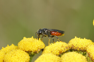 Closeup on the large, brilliant red cleptoparasite blood bee, Sphecodes species, sitting on yellow Tansy flower in the field
