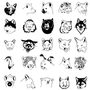 set of animals sketches, set of animal  sketches in transparent background, lion, tiger, fox, silhouettes set, animal silhouette set  transparent background  