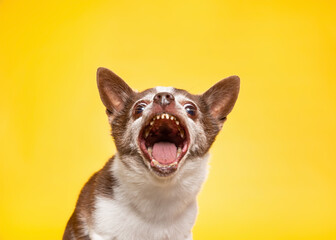 studio shot of a cute dog on an isolated background