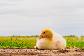 Gosling. Poultry farm for breeding geese. Little goose chicks in the grass.