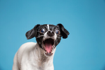 Cute photo of a dog in a studio shot on an isolated background - 561563361