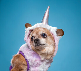 studio shot of a cute dog on an isolated background