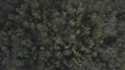 deciduous forest, winter without snow, shot by drone, approximately 30 meters above, late afternoon, almost vertical angle of view - Powered by Adobe