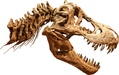 Naklejka premium Tyrannosaurus Rex Skull skeleton
