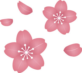 Fototapeta premium 桜