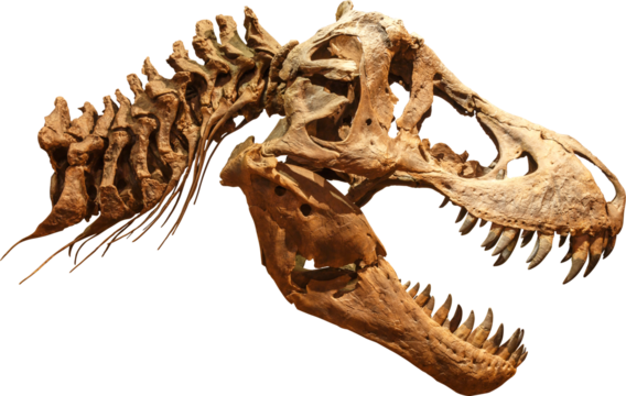 Tyrannosaurus Rex Skull skeleton