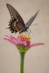 Closeup of Black swallowtail butterfly on pink zinnia