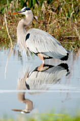 great blue heron