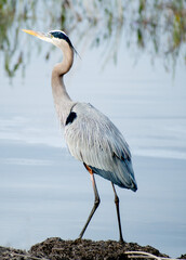 great blue heron